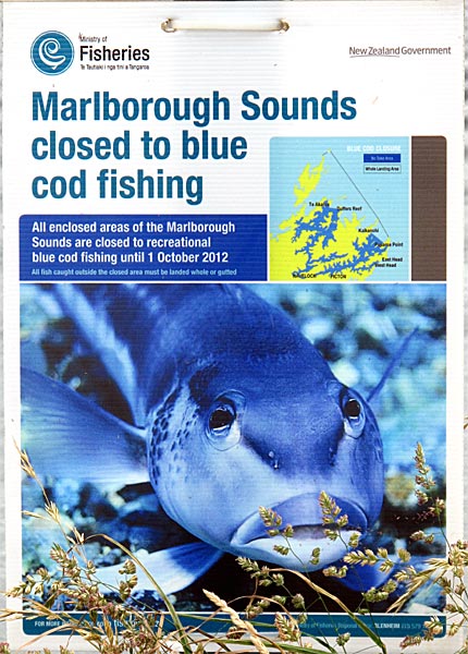 2009-NZ-Etelasaari-Blue-Cod.jpg
