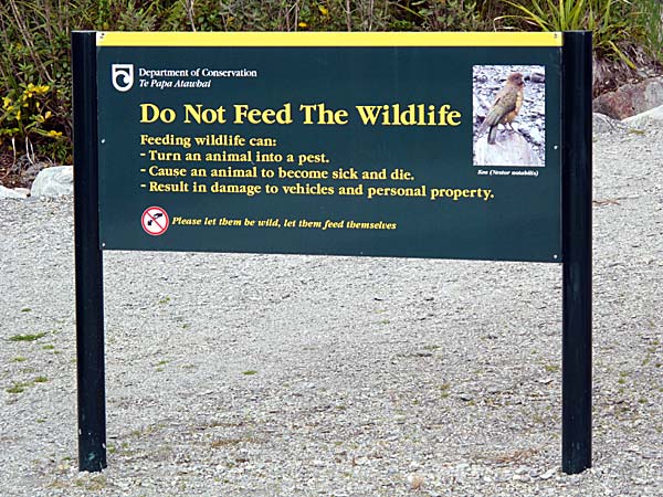 2009-NZ-Etelasaari-FoxG-Ala-syota-elaimia.jpg