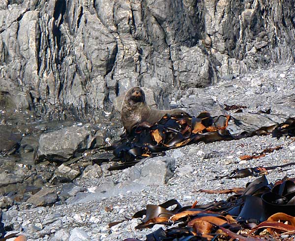 2009-NZ-Hylje-Safarilla.jpg