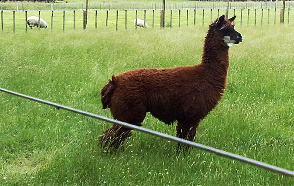 2009-NZ-Pohjoissaari-Alpakka.jpg
