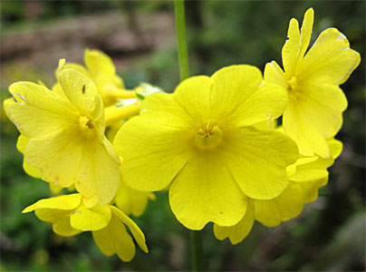 2009-NZ-Pohjoissaari-Kukka-1.jpg