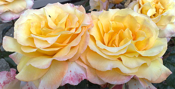 2009-NZ-Pohjoissaari-Kukka-2.jpg