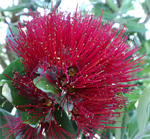 2009-NZ-Pohjoissaari-Kukka-3.jpg