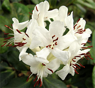 2009-NZ-Pohjoissaari-Kukka-4.jpg
