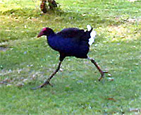 2009-NZ-Pohjoissaari-Lintu.jpg