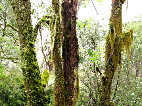 2011-AUS-Luonnonpuisto-sammalta-rungoilla.JPG
