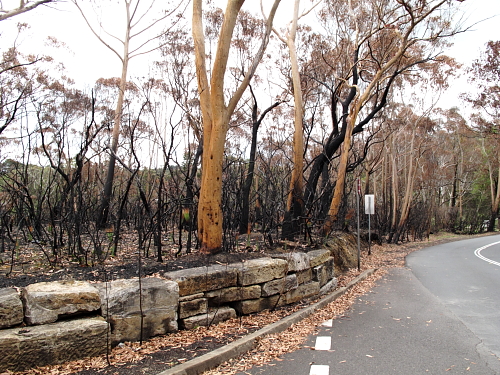 2011-AUS-Metsapalon-jalkia.JPG