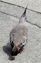2011-AUS-Paikallinen-toyhtopaa.JPG