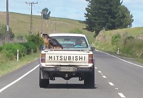 2011-NZ-Koira-lavalla-vapaana.JPG