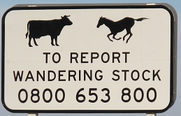 2011-NZ-Wandering-Stock.JPG