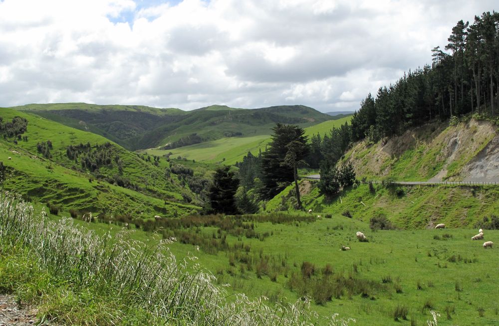 2011_NZ_Pangaroan-suunnalta.jpg