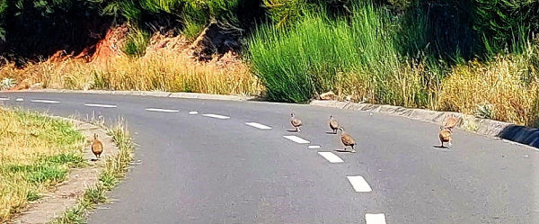2022-Madeira-alas-vuorelta-linnut.JPG