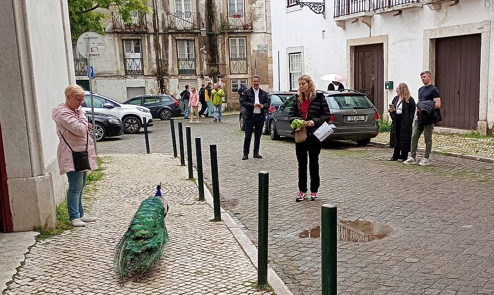 2025-Lissabon-Castelo_de_Sao_Jorge-riikki.jpg