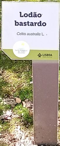 2025-Lissabon-kotielainpuisto-Lodao-Bastardo.jpg